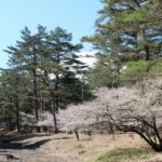 躑躅原レンゲツツジ及びフジザクラ群落