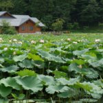 明見湖（はす池）